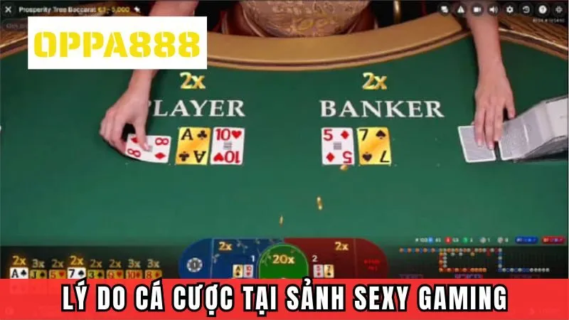 Lý do nên tham gia cá cược tại sảnh Sexy Gaming